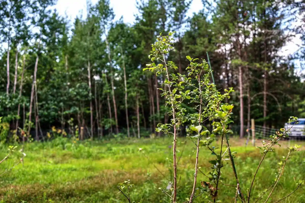 Photo 3 of Land for sale at 2058 County Rd Z, Friendship, WI 53934 | MLS# 1979174 | Listing updated on 2026-09-04