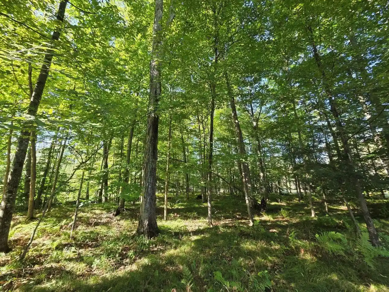 Photo 4 of Land for sale at River Rd, Suring, WI 54174 | MLS# 50332173 | Listing updated on 2026-09-30