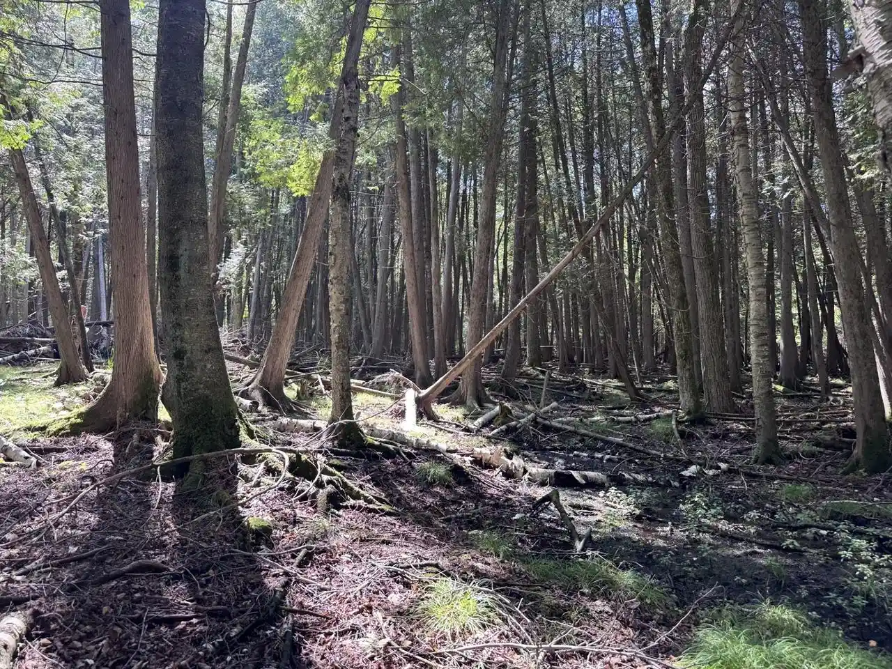 Photo 3 of Land for sale at W5700 Pinewood Dr, Niagara, WI 54151 | MLS# 50332181 | Listing updated on 2026-09-18
