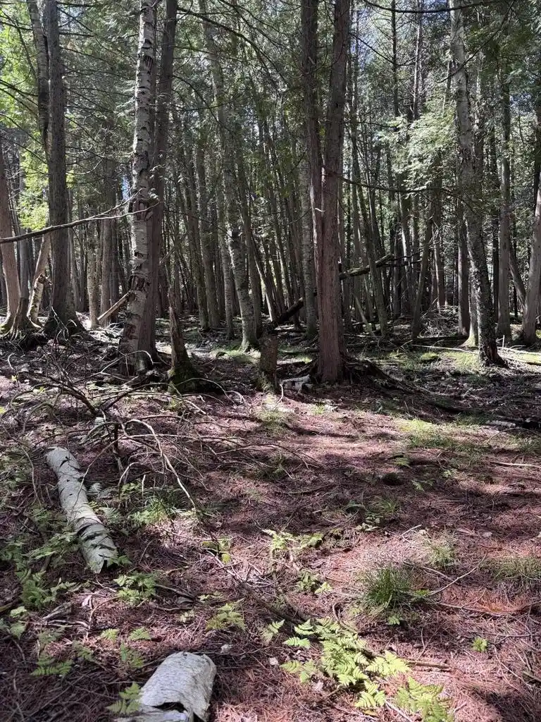 Photo 3 of Land for sale at W5700 Pinewood Dr, Niagara, WI 54151 | MLS# 50332181 | Listing updated on 2026-09-18