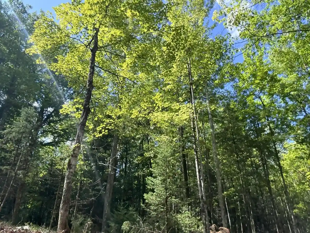 Photo 4 of Land for sale at W5700 Pinewood Dr, Niagara, WI 54151 | MLS# 50332181 | Listing updated on 2026-09-18