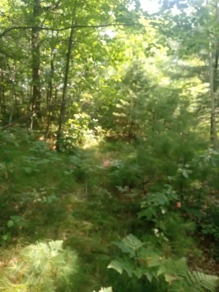Photo 3 of Land for sale at 1505 Swallow Ln, Lac Du Flambeau, WI 54538 | MLS# 22604387 | Listing updated on 2026-09-05