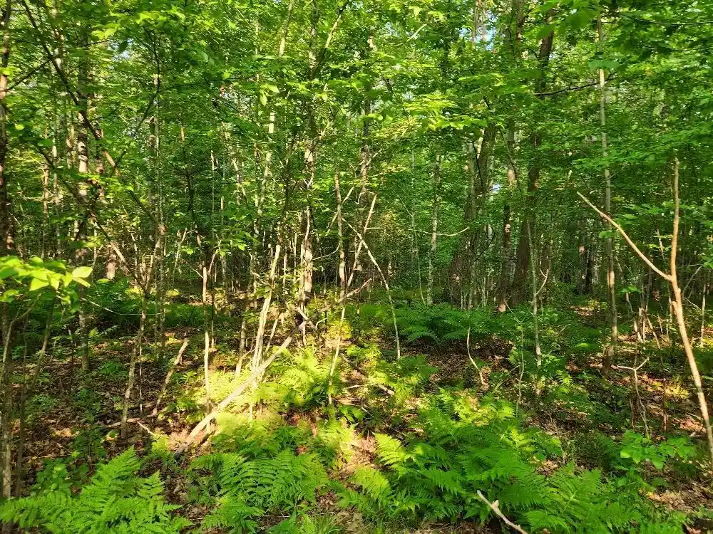 Photo 2 of Land for sale at N6038 Gruening Ln, Tomahawk, WI 54487 | MLS# 22604386 | Listing updated on 2026-09-12
