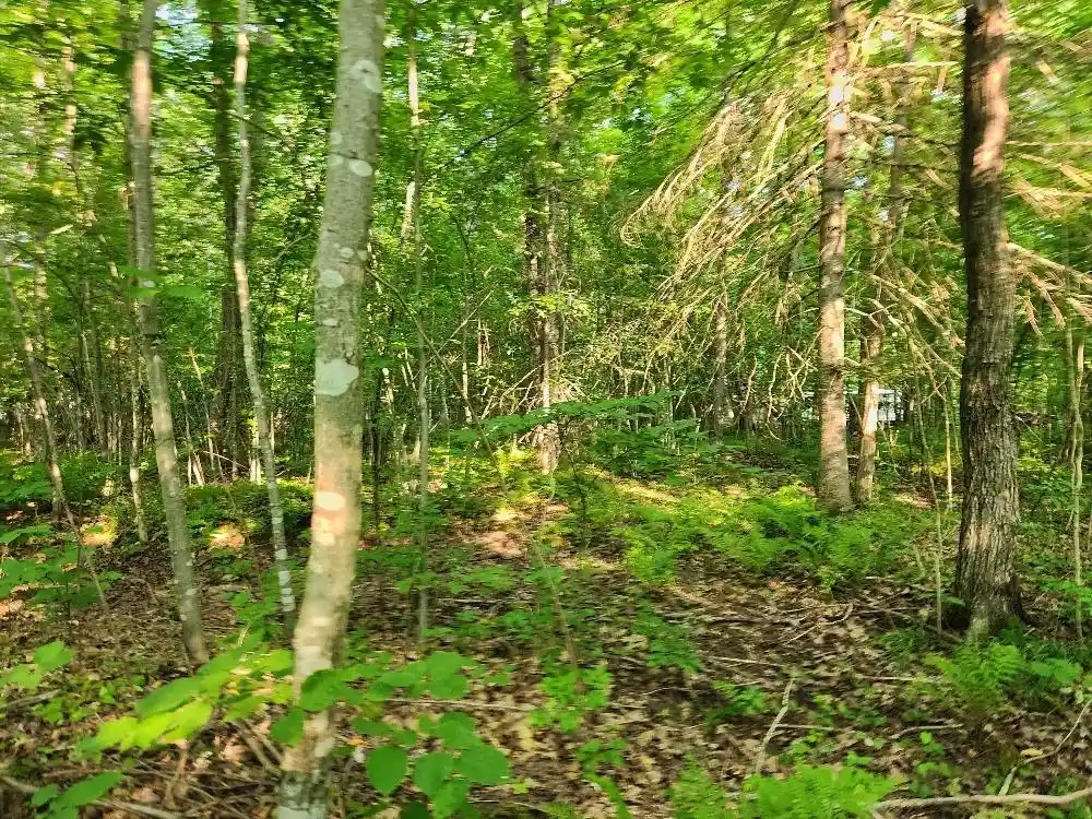 Photo 17 of Land for sale at N6038 Gruening Ln, Tomahawk, WI 54487 | MLS# 22604386 | Listing updated on 2026-09-12