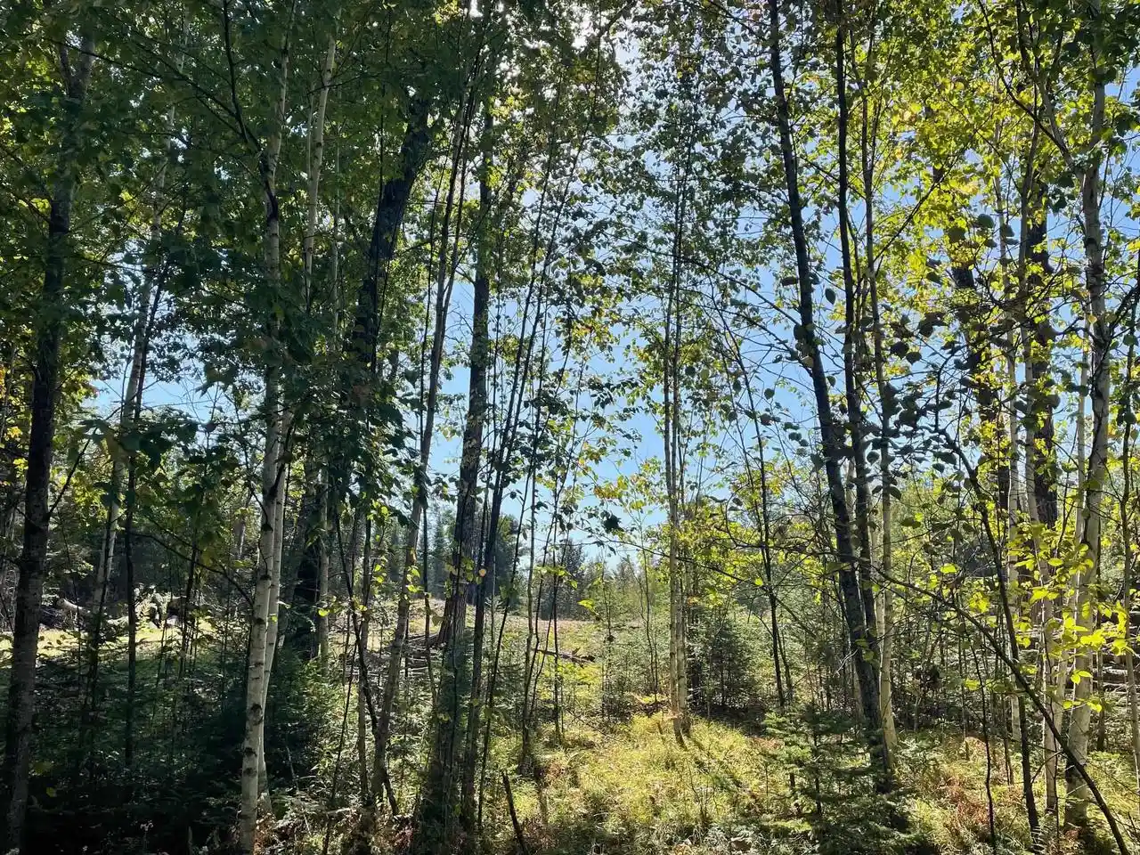 Photo 3 of Land for sale at Angel Crst Ln, Lakewood, WI 54138 | MLS# 50332209 | Listing updated on 2026-09-05