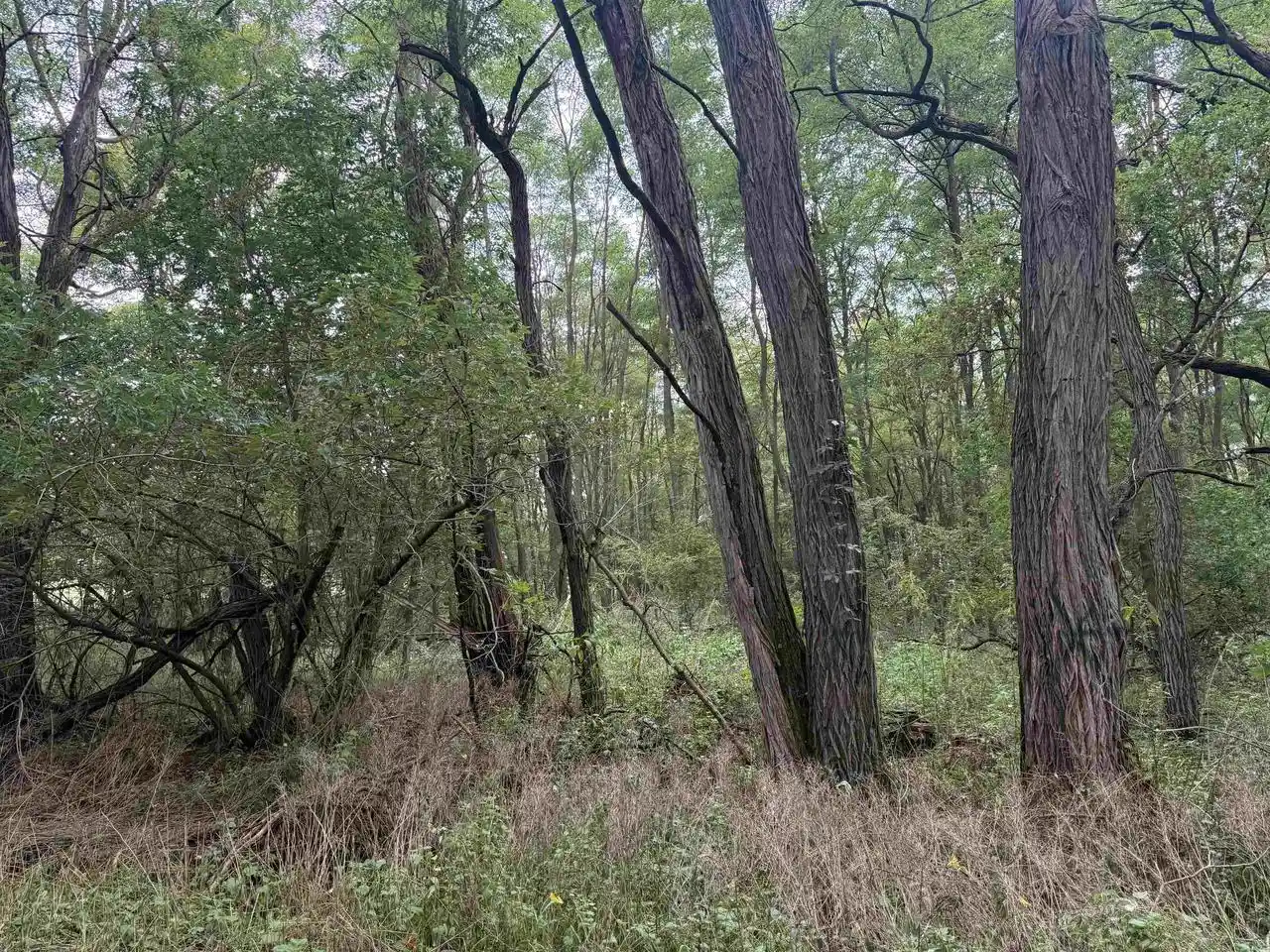 Photo 3 of Sale Pending at County E Rd, Pine River, WI 54965 | MLS# 50332244 | Listing updated on 2026-10-09