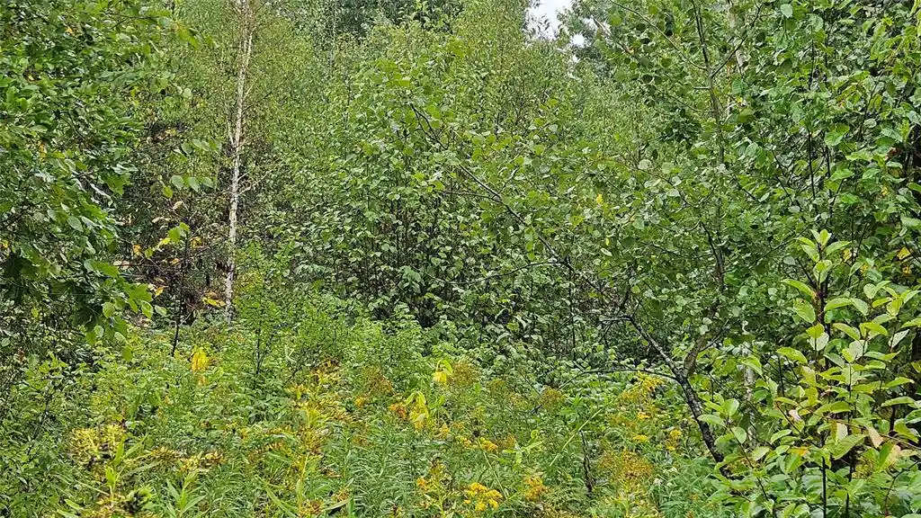 Photo 3 of Land for sale at 0 Anderson Ln, Radisson, WI 54821 | MLS# 1604923 | Listing updated on 2026-09-09