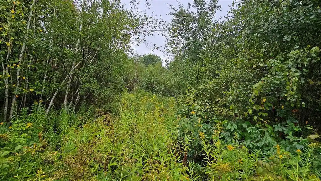 Photo 3 of Land for sale at 0 Anderson Ln, Radisson, WI 54821 | MLS# 1604923 | Listing updated on 2026-09-09