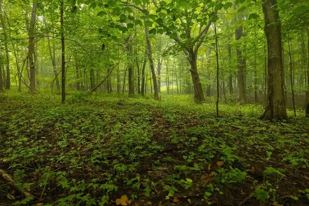 Photo 3 of Land for sale at 0 110th Street, Spring Valley, WI 54767 | MLS# 1604937 | Listing updated on 2026-09-24