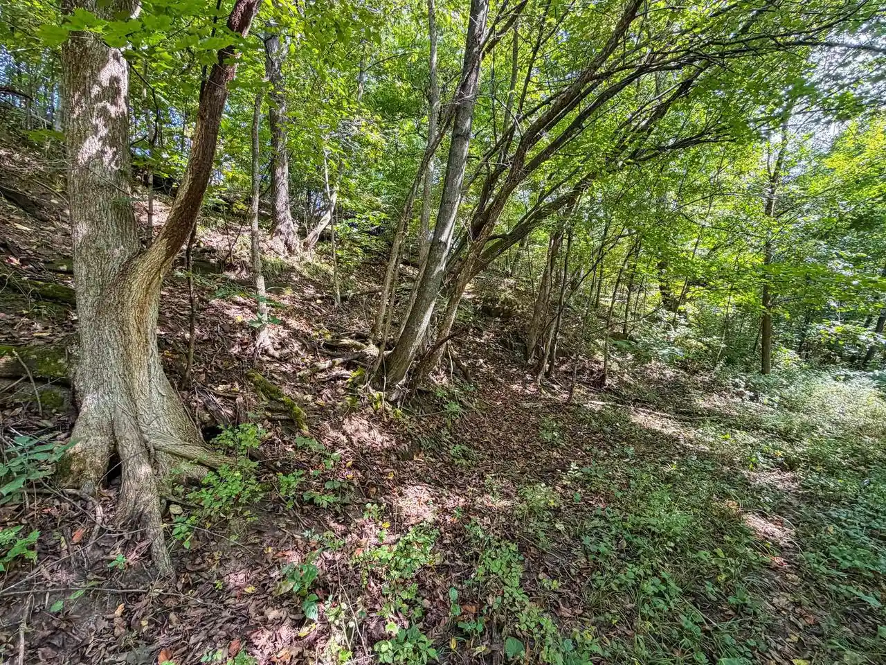 Photo 4 of Land for sale at 000 Cty Rd Ff, Wonewoc, WI 53968 | MLS# 2032239 | Listing updated on 2026-09-08