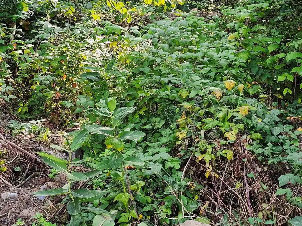 Photo 2 of Land for sale at 7821w Koeppler Rd, Ojibwa, WI 54862 | MLS# 1604981 | Listing updated on 2026-09-09