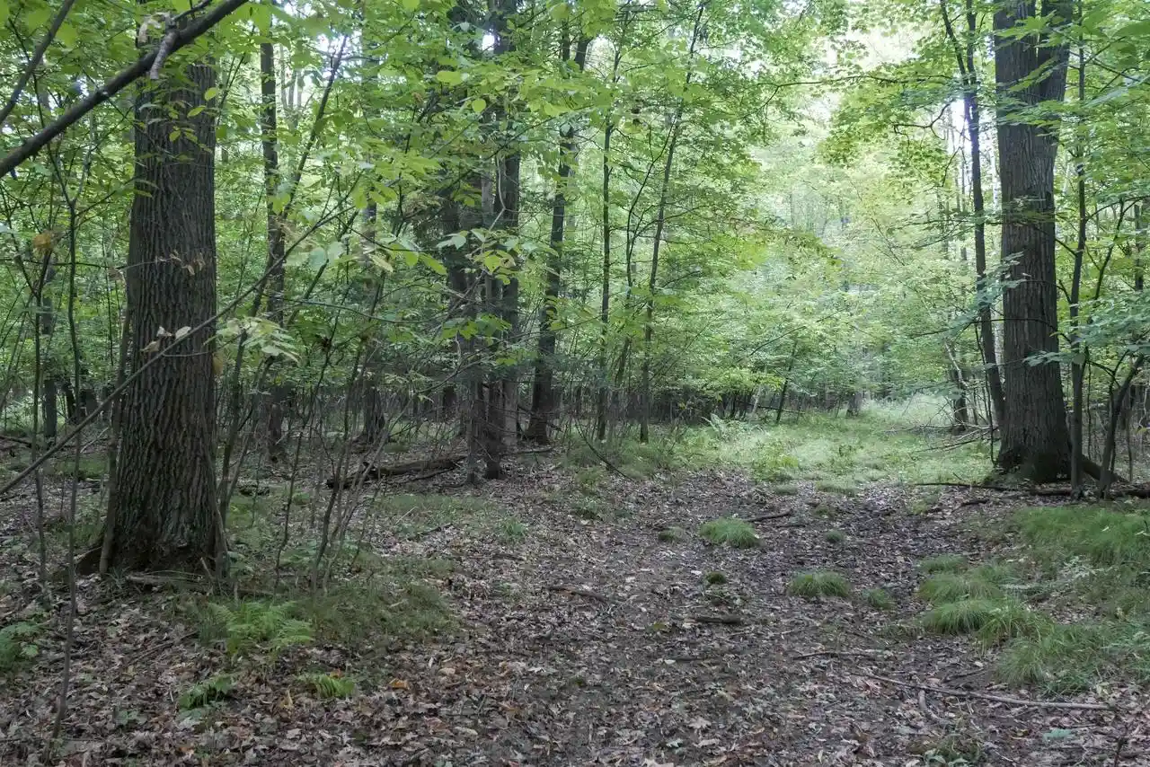 Photo 1 of Land for sale at +/ 80 Acres Pine Ave, Medford, WI 54451 | MLS# 22604457 | Listing updated on 2026-09-15