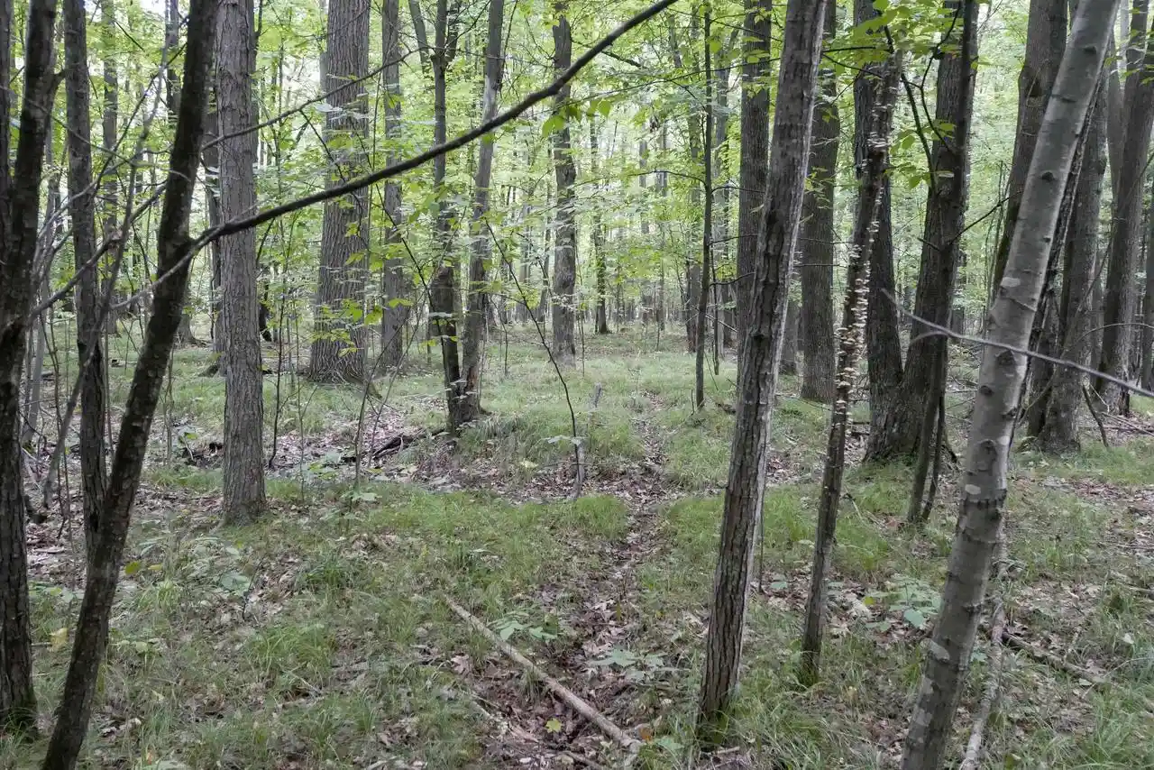 Photo 4 of Land for sale at +/-80 Acres Pine Ave, Medford, WI 54451 | MLS# 22604457 | Listing updated on 2026-09-15