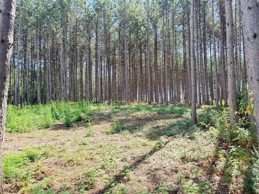 Photo 3 of Land for sale at 0 Peterson Rd, Bruce, WI 54819 | MLS# 1604814 | Listing updated on 2026-09-20