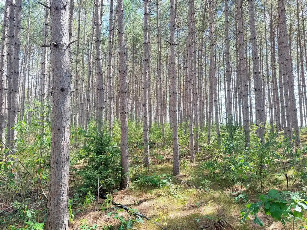 Photo 4 of Land for sale at 0 Peterson Rd, Bruce, WI 54819 | MLS# 1604814 | Listing updated on 2026-09-20