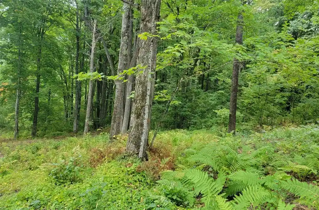 Photo 4 of Land for sale at 5522n County Hwy G, Winter, WI 54896 | MLS# 1605127 | Listing updated on 2026-09-14