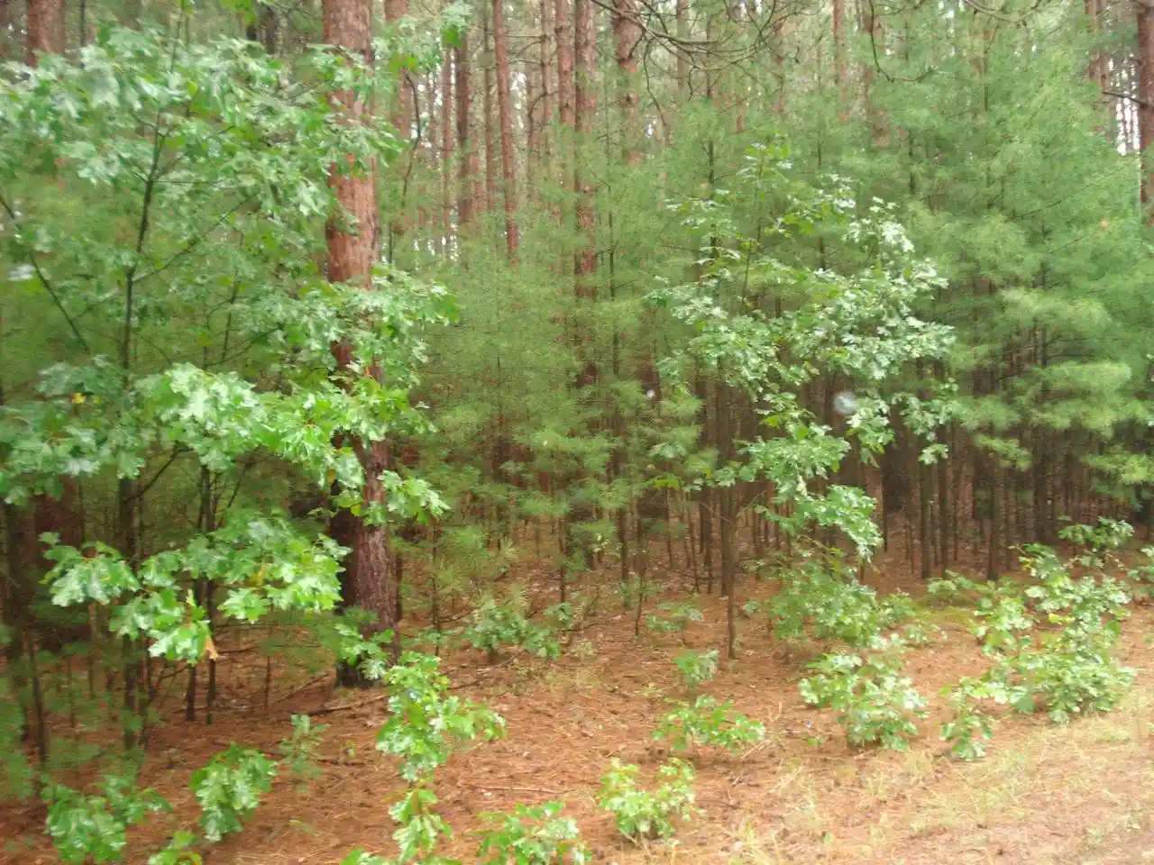 Photo 3 of Land for sale at 4th Avenue, Redgranite, WI 54970 | MLS# 50332657 | Listing updated on 2026-09-18