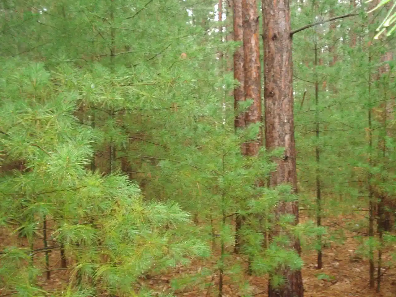 Photo 3 of Land for sale at 4th Avenue, Redgranite, WI 54970 | MLS# 50332657 | Listing updated on 2026-09-18