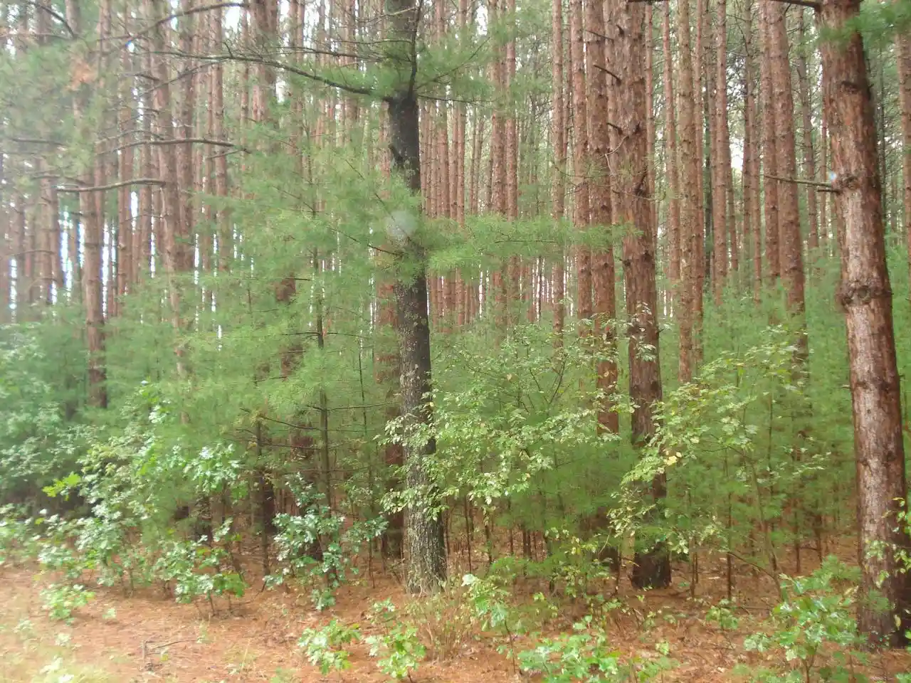 Photo 4 of Land for sale at 4th Avenue, Redgranite, WI 54970 | MLS# 50332657 | Listing updated on 2026-09-18