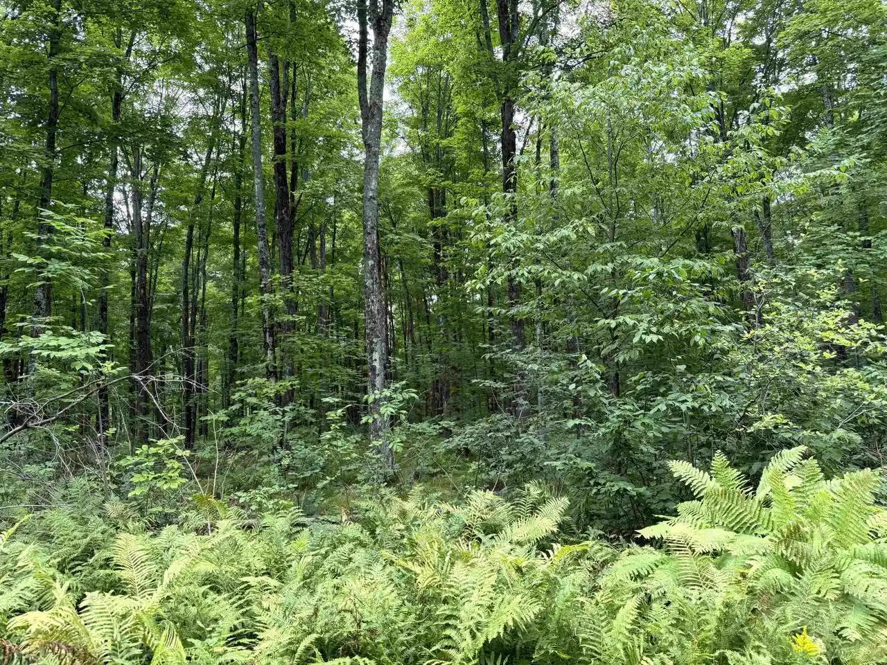 Photo 3 of Land for sale at Sportsman Rd, Goodman, WI 54125 | MLS# 22604553 | Listing updated on 2026-09-15