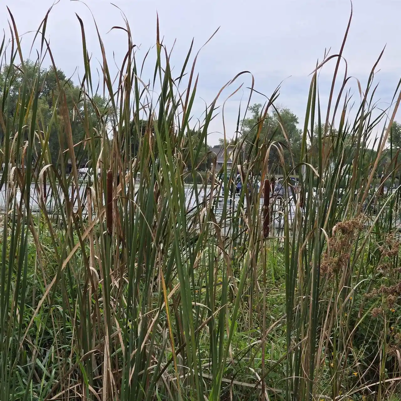 Photo 1 of Land for sale at 5332 Blue Bill Park Dr, Madison, WI 53704 | MLS# 2032738 | Listing updated on 2026-09-15