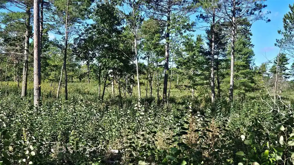 Photo 3 of Land for sale at 1-7 Larson Rd, Hayward, WI 54843 | MLS# 1605167 | Listing updated on 2026-09-20