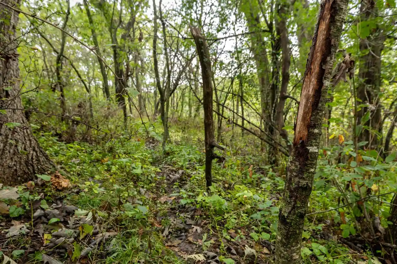 Photo 3 of Land for sale at Lot 1 Seas Branch Rd, Viroqua, WI 54665 | MLS# 1981084 | Listing updated on 2026-09-17