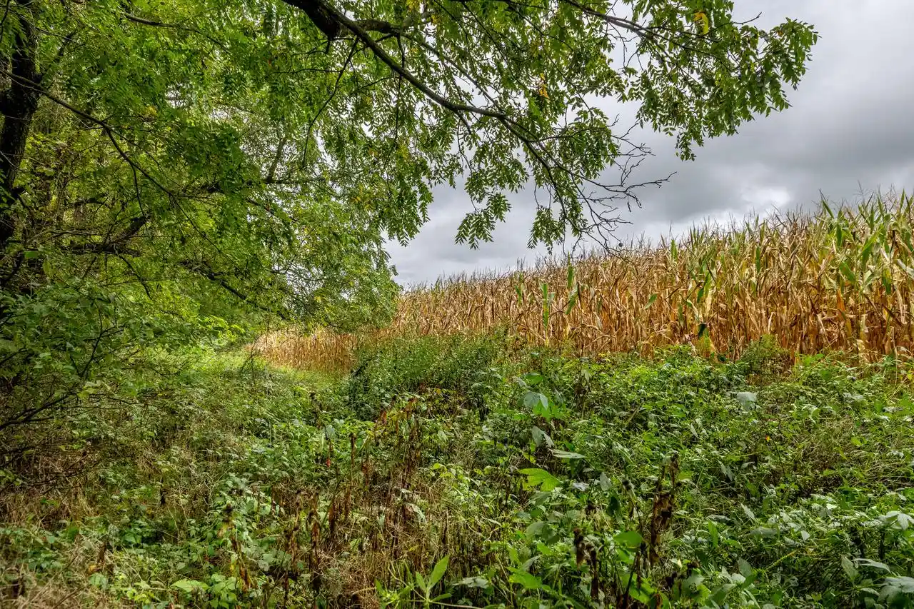 Photo 3 of Land for sale at Lot 1 Seas Branch Rd, Viroqua, WI 54665 | MLS# 1981084 | Listing updated on 2026-09-17