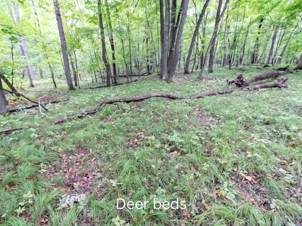 Photo 3 of Land for sale at 20 Acres 153rd Ave, Balsam Lake, WI 54810 | MLS# 1605253 | Listing updated on 2026-09-18