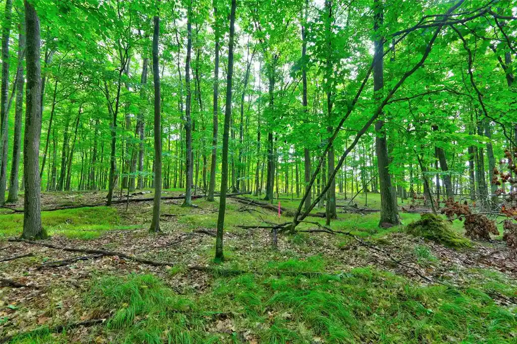 Photo 3 of Land for sale at 0 Twin Lake Rd, Hayward, WI 54843 | MLS# 1605254 | Listing updated on 2026-09-19