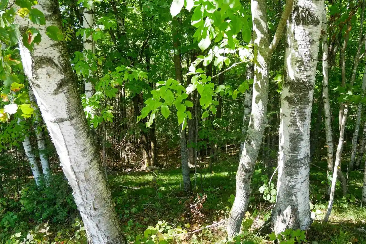 Photo 3 of Land for sale at 3434 Acres Brush Crk Rd, Medford, WI 54451 | MLS# 22604661 | Listing updated on 2026-09-25