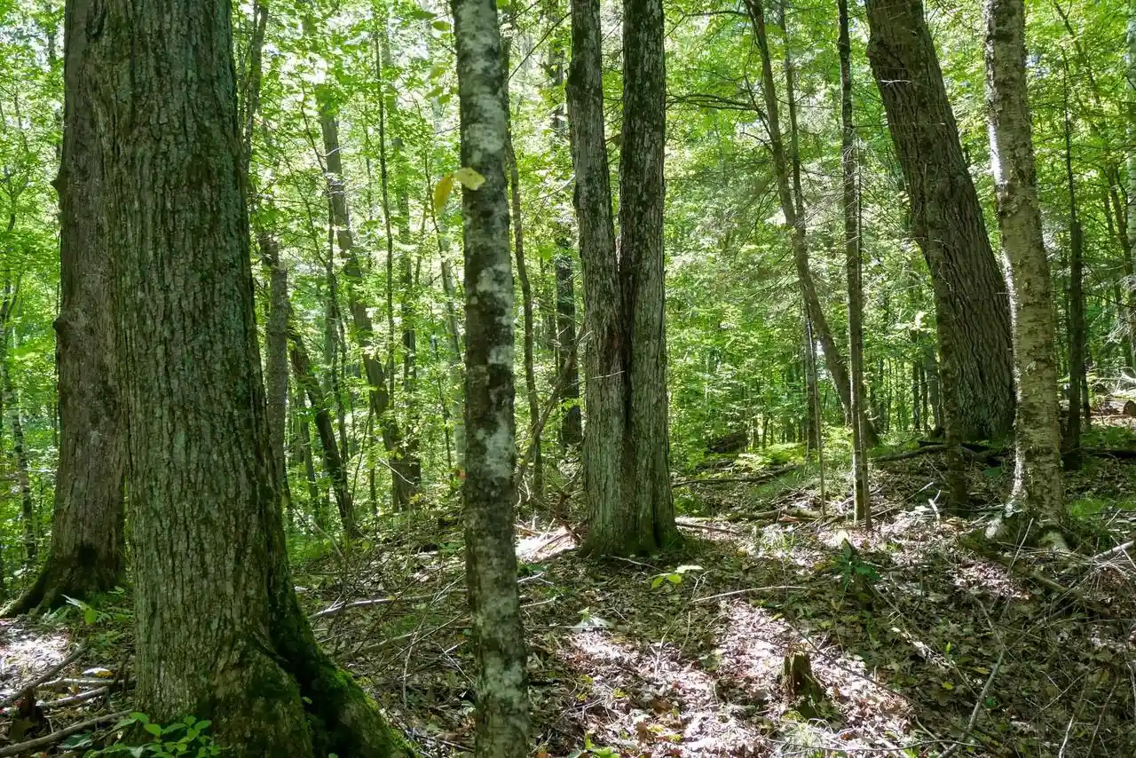 Photo 3 of Land for sale at 3434 Acres Brush Crk Rd, Medford, WI 54451 | MLS# 22604661 | Listing updated on 2026-09-25