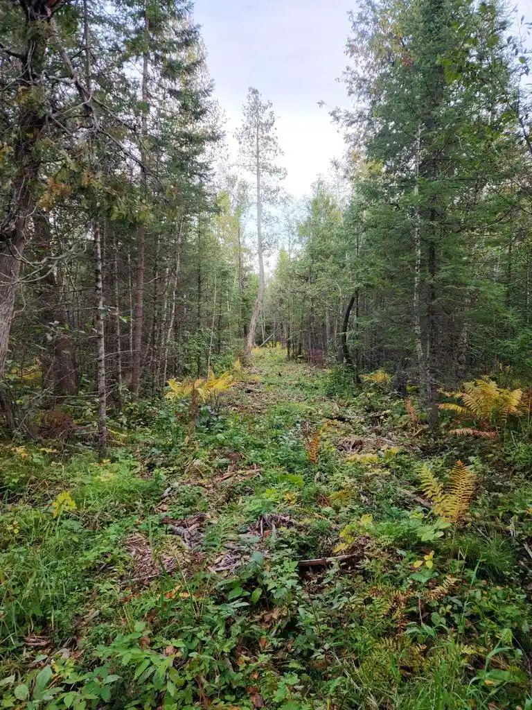 Photo 3 of Land for sale at Highway 45, Aniwa, WI 54414 | MLS# 50332992 | Listing updated on 2026-09-21