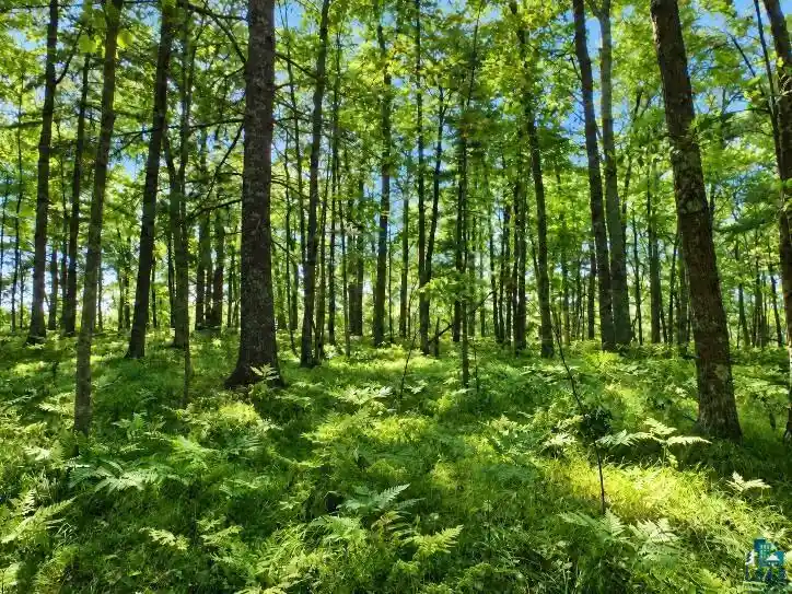 Photo 4 of Land for sale at Xxxx Whitetail Ridge Rd, Iron River, WI 54847 | MLS# 6128090 | Listing updated on 2026-09-25