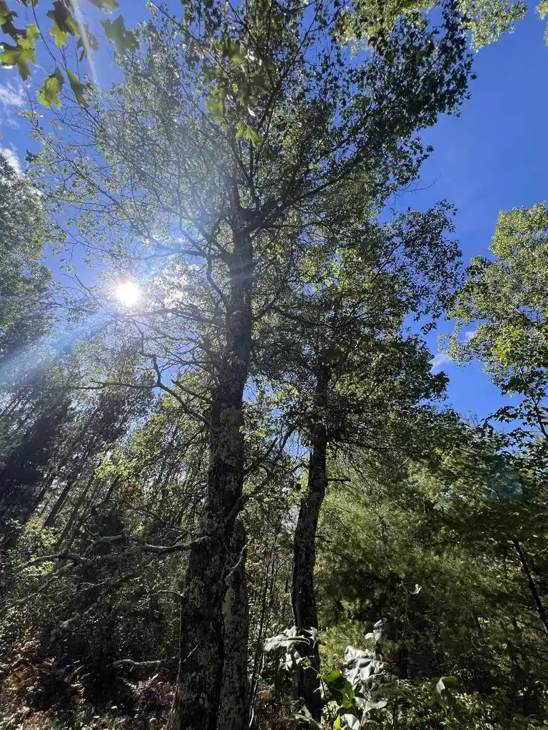 Photo 3 of Land for sale at Trout Hvn Rd, Dunbar, WI 54119 | MLS# 50333038 | Listing updated on 2026-09-22