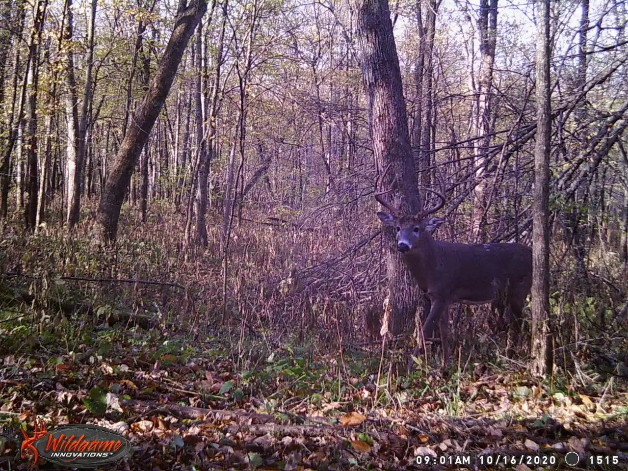 Photo 3 of Land for sale at N4016 State Hwy 54, Black River Falls, WI 54615 | MLS# 1981659 | Listing updated on 2026-09-23