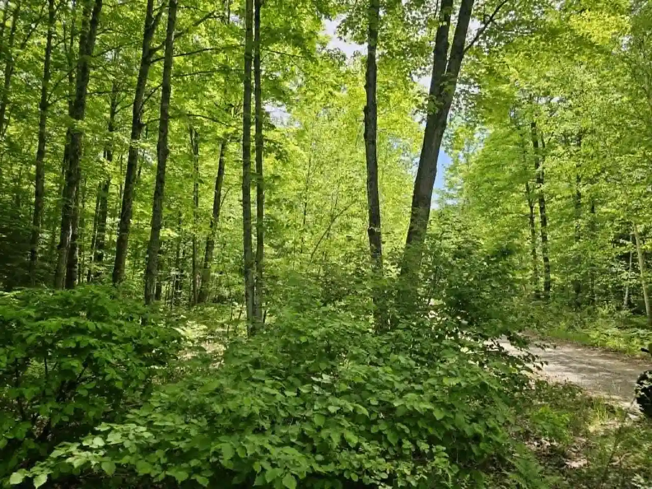 Photo 4 of Land for sale at W Herzog Rd, Iron Mountain, MI 49801 | MLS# 50333172 | Listing updated on 2026-09-24