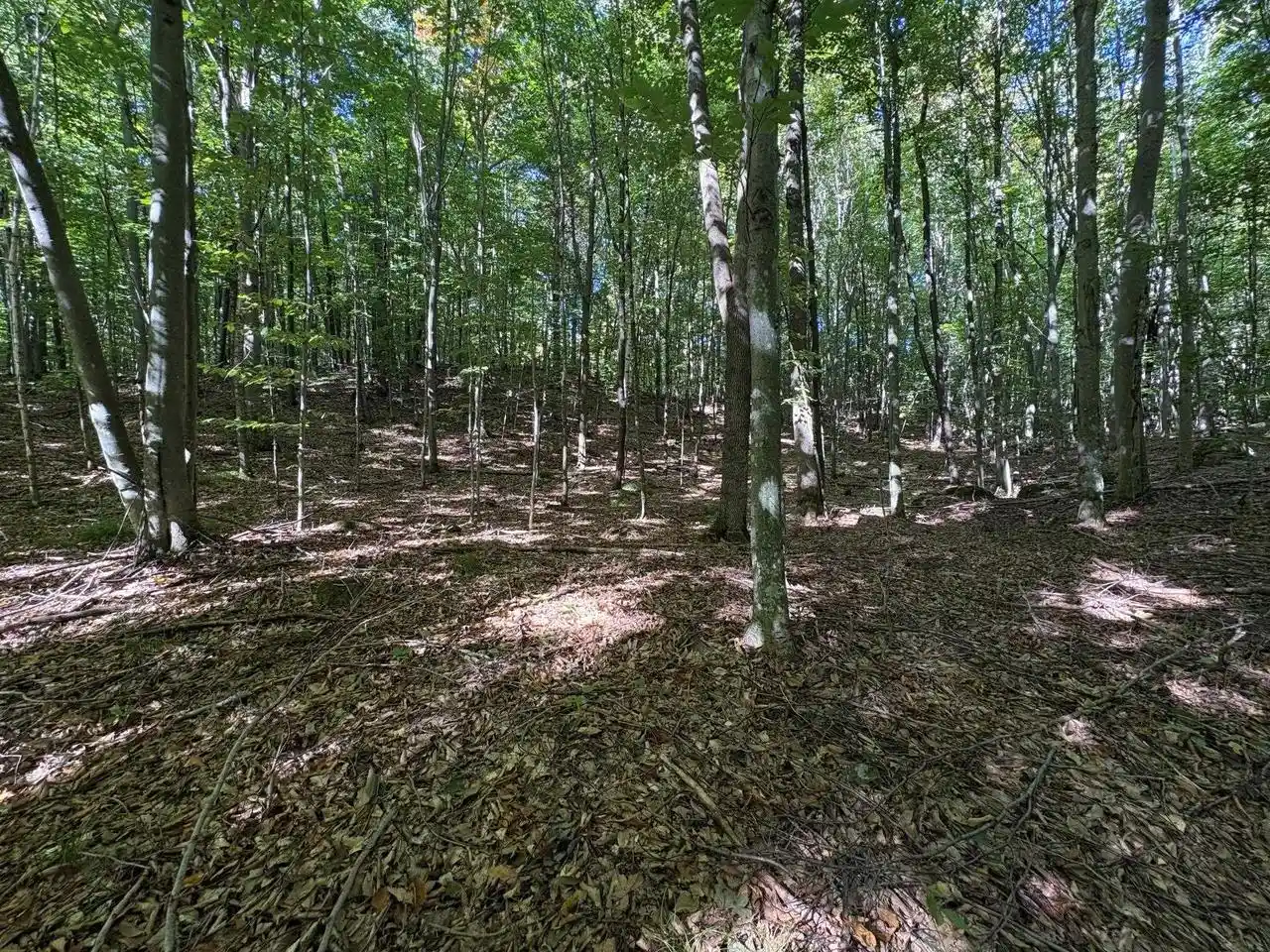 Photo 1 of Land for sale at Bear Cave Rd, Silver Cliff, WI 54104 | MLS# 50333288 | Listing updated on 2026-09-25