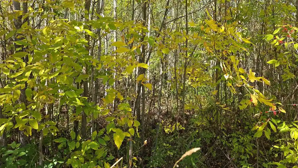 Photo 3 of Land for sale at On County Hwy W, Winter, WI 54896 | MLS# 1605419 | Listing updated on 2026-10-08