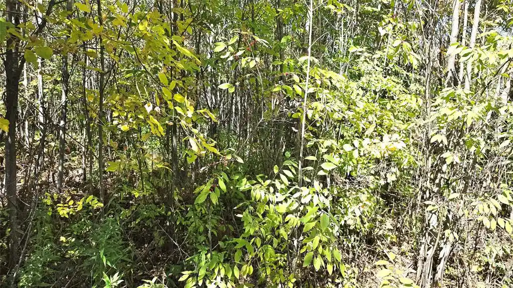 Photo 3 of Land for sale at On County Hwy W, Winter, WI 54896 | MLS# 1605419 | Listing updated on 2026-10-08