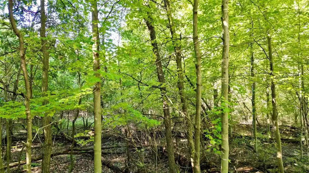 Photo 3 of Land for sale at N6497 906th Street, Elk Mound, WI 54739 | MLS# 1605558 | Listing updated on 2026-09-29