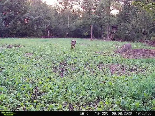 Photo 3 of Land for sale at 68+/  Acres Badger Ave, Granton, WI 54436 | MLS# 2033661 | Listing updated on 2026-10-02