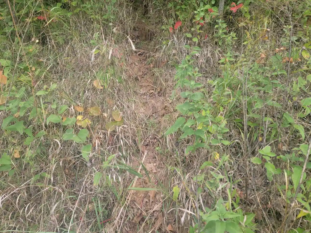 Photo 2 of Sale Pending at 0000 German Valley Rd, Hillsboro, WI 54634 | MLS# 2033726 | Listing updated on 2026-10-05
