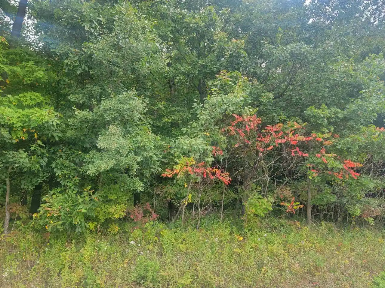 Photo 3 of Sale Pending at 0000 German Valley Rd, Hillsboro, WI 54634 | MLS# 2033726 | Listing updated on 2026-10-05