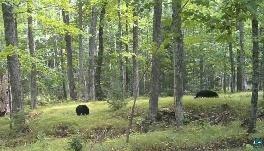 Photo 2 of Land for sale at 63xx E County Rd B, South Range, WI 54874 | MLS# 6128257 | Listing updated on 2026-10-01