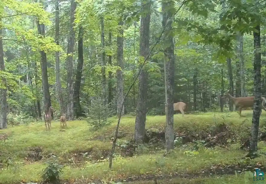 Photo 3 of Land for sale at 63xx E County Rd B, South Range, WI 54874 | MLS# 6128257 | Listing updated on 2026-10-01