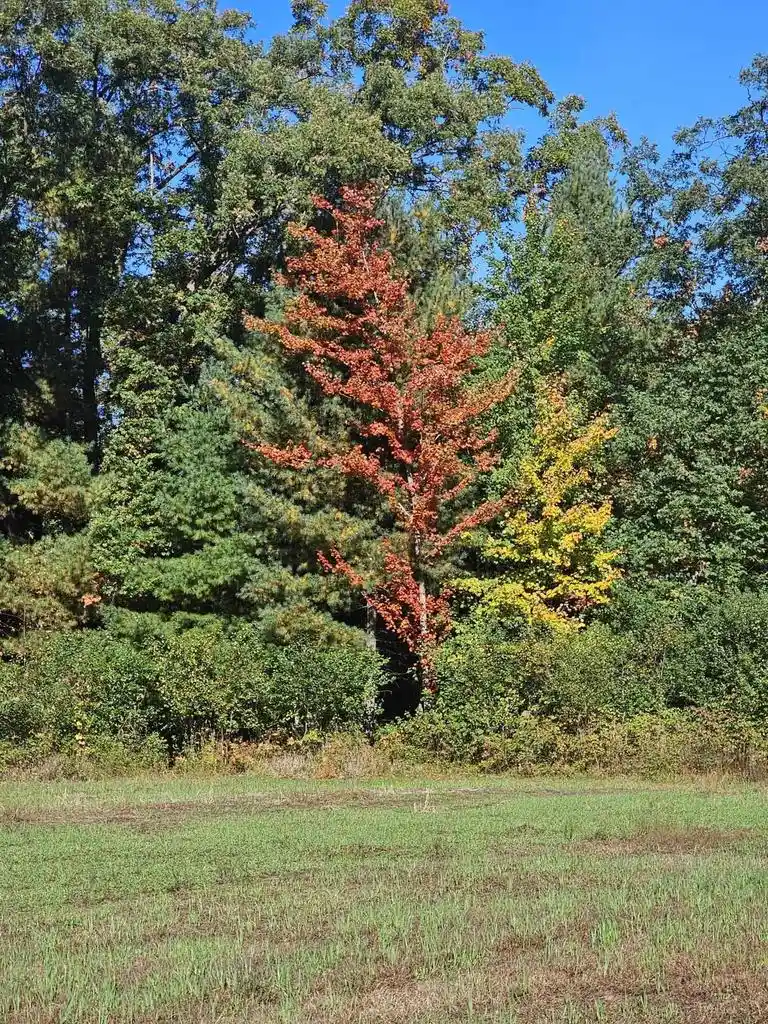 Photo 4 of Land for sale at 00 Grayling Rd, Tomah, WI 54660 | MLS# 2033842 | Listing updated on 2026-10-13