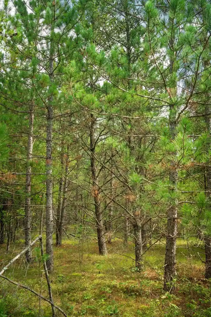 Photo 4 of Land for sale at 40+/- Ac Horse Crk Rd Acres, Augusta, WI 54729 | MLS# 2033868 | Listing updated on 2026-10-01
