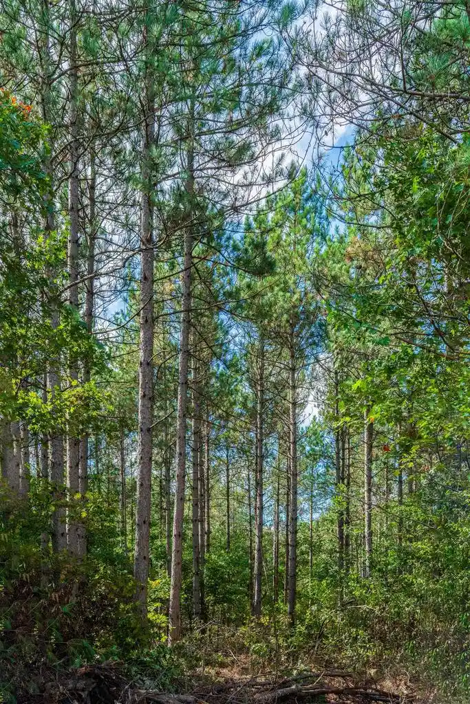 Photo 4 of Land for sale at 369+/- Ac Channey Rd Acres, Augusta, WI 54729 | MLS# 2033869 | Listing updated on 2026-10-01