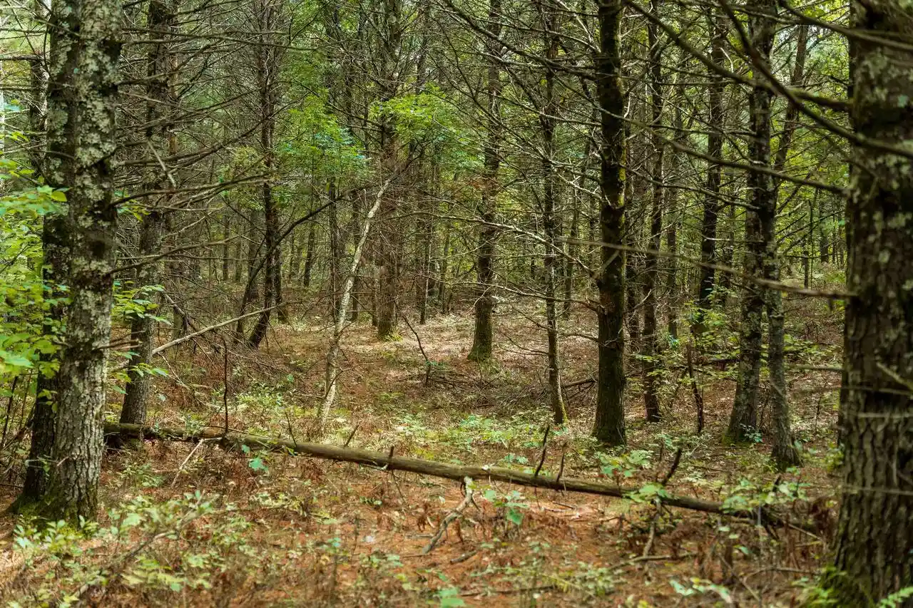 Photo 3 of Land for sale at 120+/  Ac Horse Crk Acres, Augusta, WI 54729 | MLS# 2033873 | Listing updated on 2026-10-01